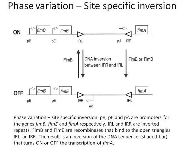 抗原性(antigenic)和相位变化(phase variation)的区别
