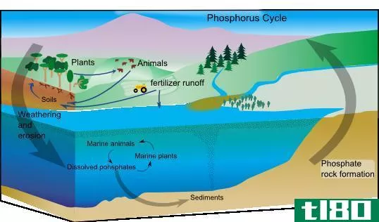 气态的(gaseous)和沉积生物地球化学旋回(sedimentary biogeochemical cycles)的区别