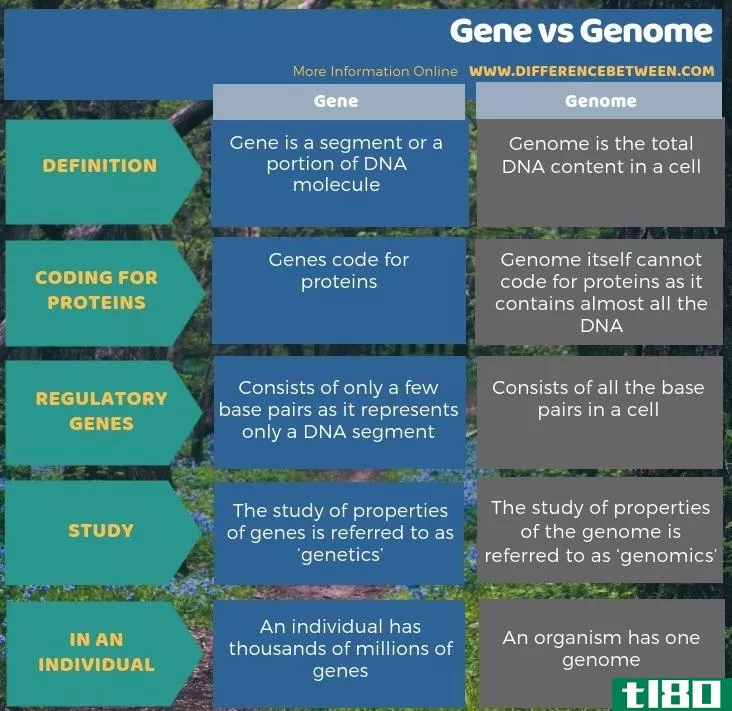 基因(gene)和基因组(genome)的区别