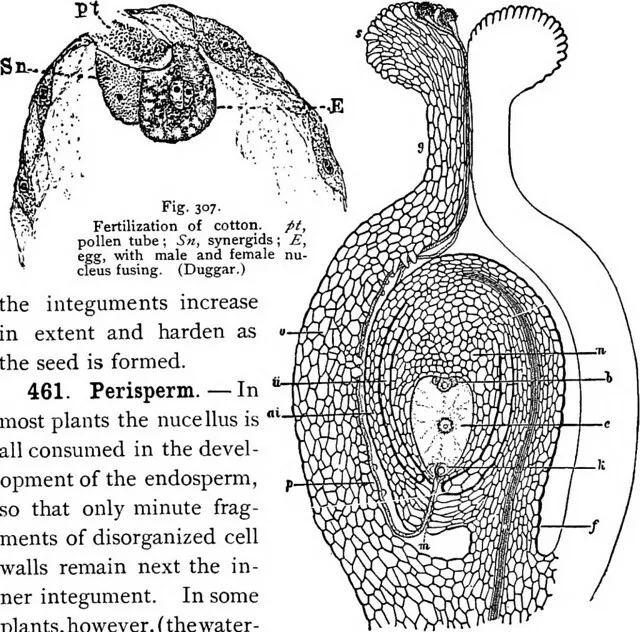 胚乳(endosperm)和外胚乳(perisperm)的区别