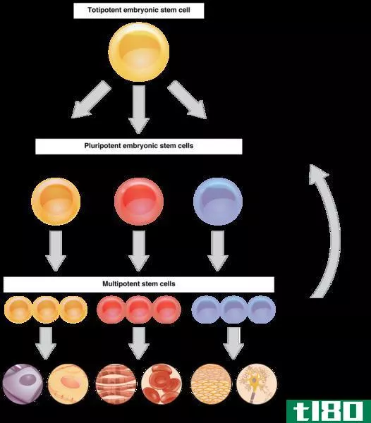 多能性(pluripotent)和诱导多能干细胞(induced pluripotent stem cells)的区别