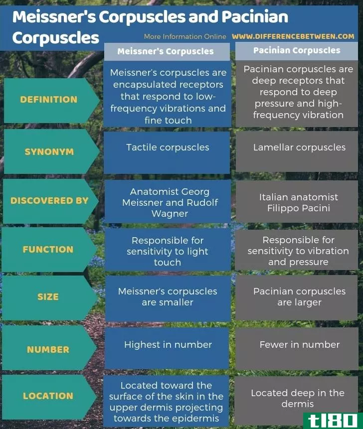 梅斯纳小体(meissner’s corpuscles)和太平洋小体(pacinian corpuscles)的区别