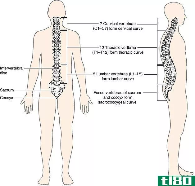 脊髓(spinal cord)和脊柱(vertebral column)的区别