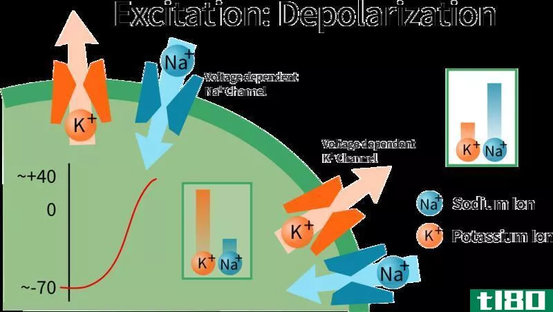 去极化(depolarization)和复极(repolarization)的区别