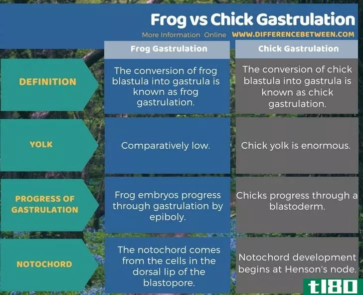 青蛙(frog)和小鸡原肠胚化(chick gastrulation)的区别