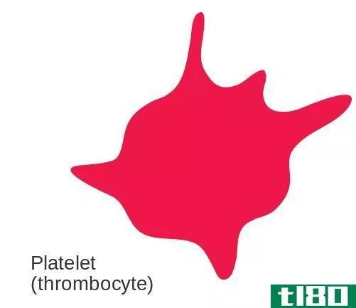 巨核细胞(megakaryocyte)和血小板(platelet)的区别