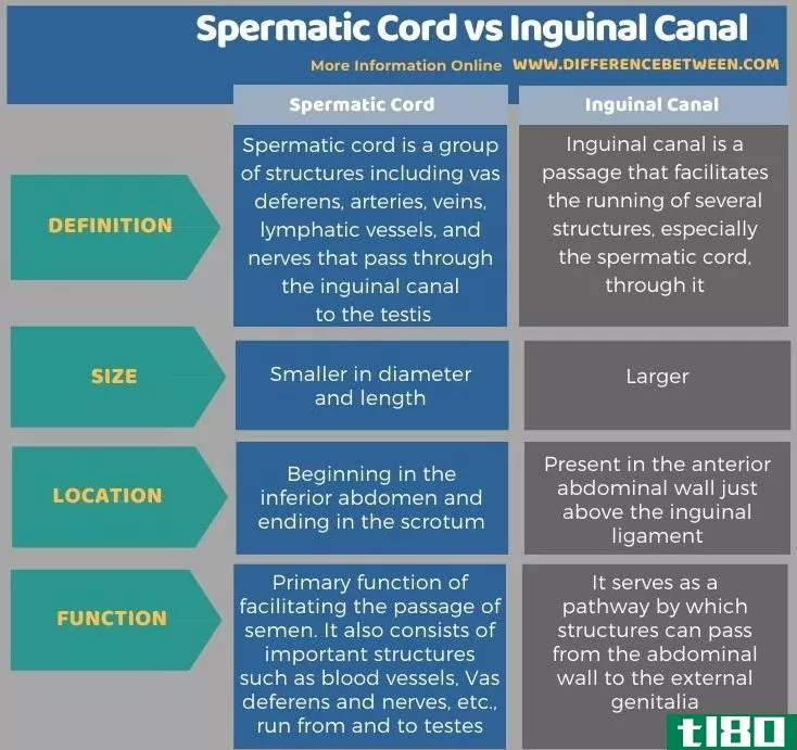 精索(spermatic cord)和腹股沟管(inguinal c****)的区别