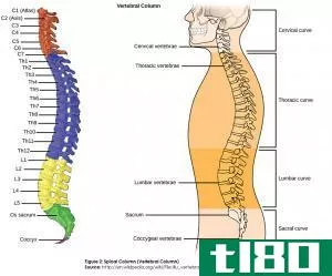 脊髓(spinal cord)和脊柱(spinal column)的区别
