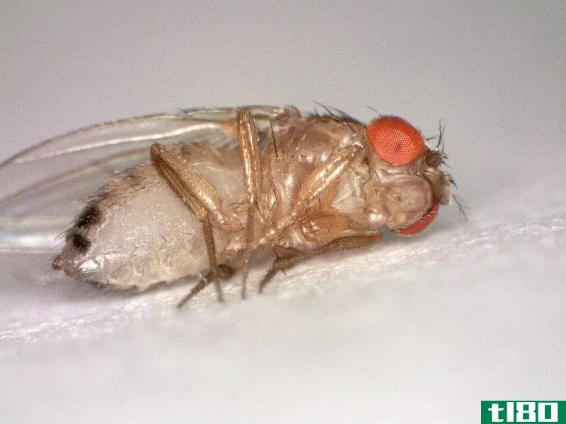 **的(male)和黑腹果蝇(female drosophila melanogaster)的区别