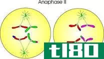 后期i(anaphase i)和后期ii(anaphase ii)的区别