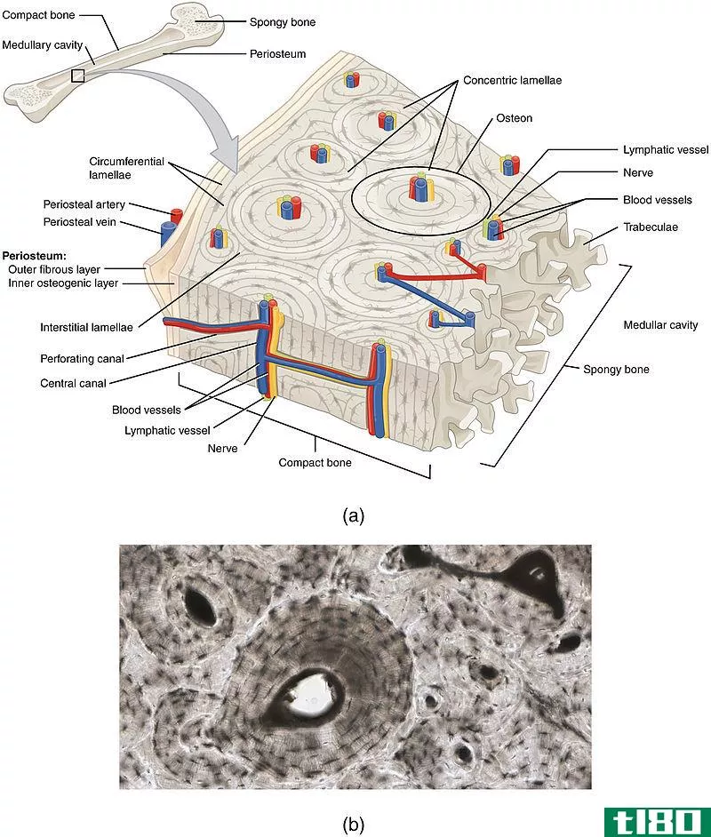 骨膜(periosteum)和内膜(endosteum)的区别