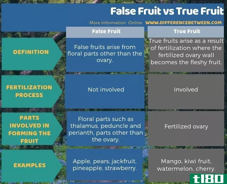 假果(false fruit)和真正的水果(true fruit)的区别