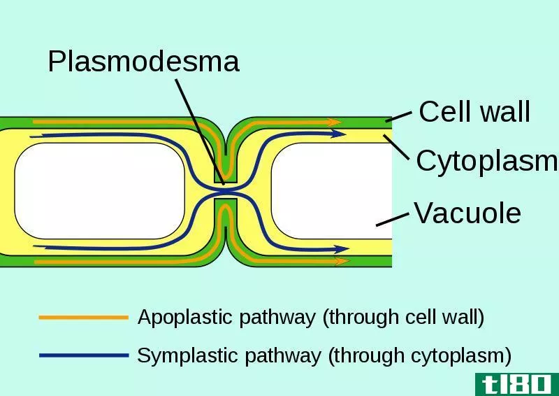 共济体(symplast)和空泡通道(vacuolar pathway)的区别