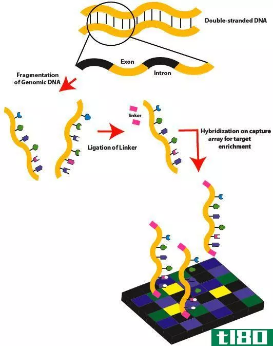 全基因组测序(whole genome sequencing)和外显子组测序(exome sequencing)的区别