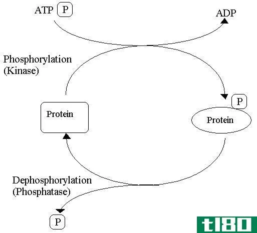磷酸化(phosphorylation)和脱磷(dephosphorylation)的区别