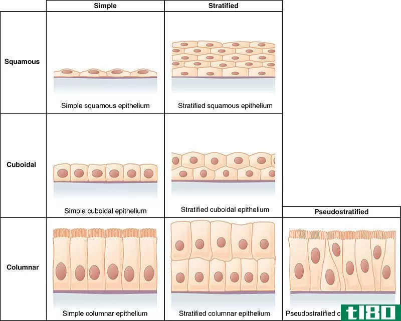 简单的(simple)和复层上皮组织(stratified epithelial tissue)的区别