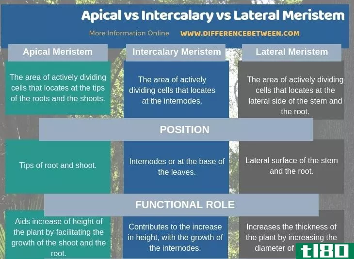 心尖间期(apical intercalary)和侧分生组织(lateral meristem)的区别