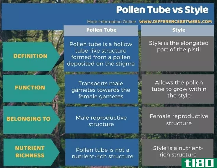 花粉管(pollen tube)和风格(style)的区别