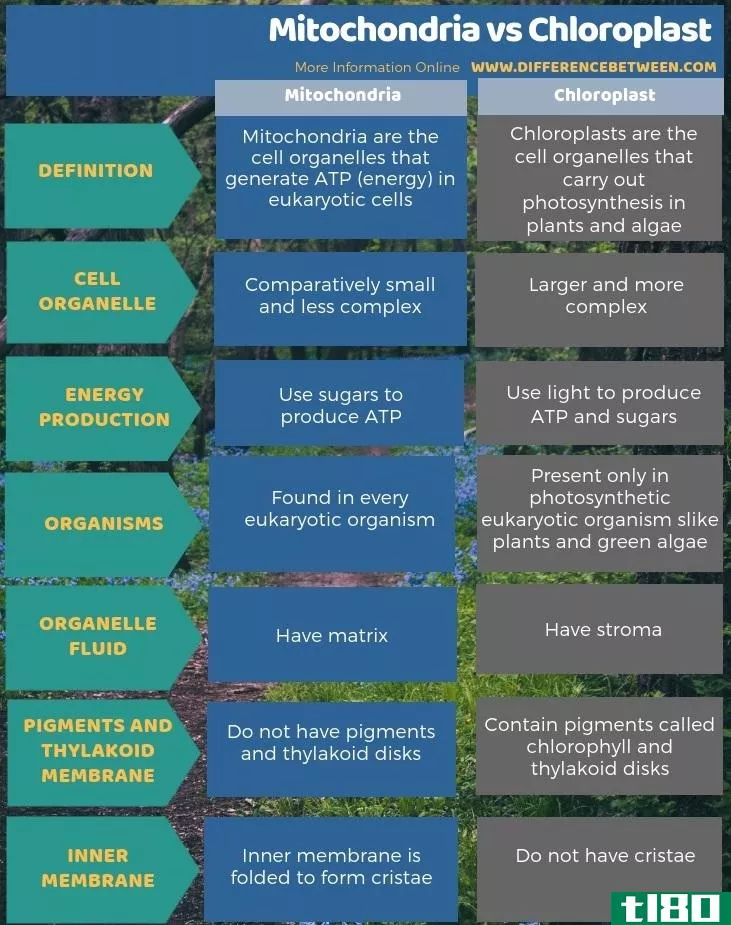线粒体(mitochondria)和叶绿体(chloroplast)的区别