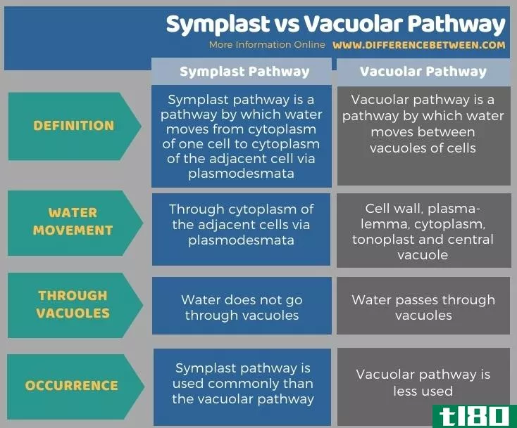共济体(symplast)和空泡通道(vacuolar pathway)的区别