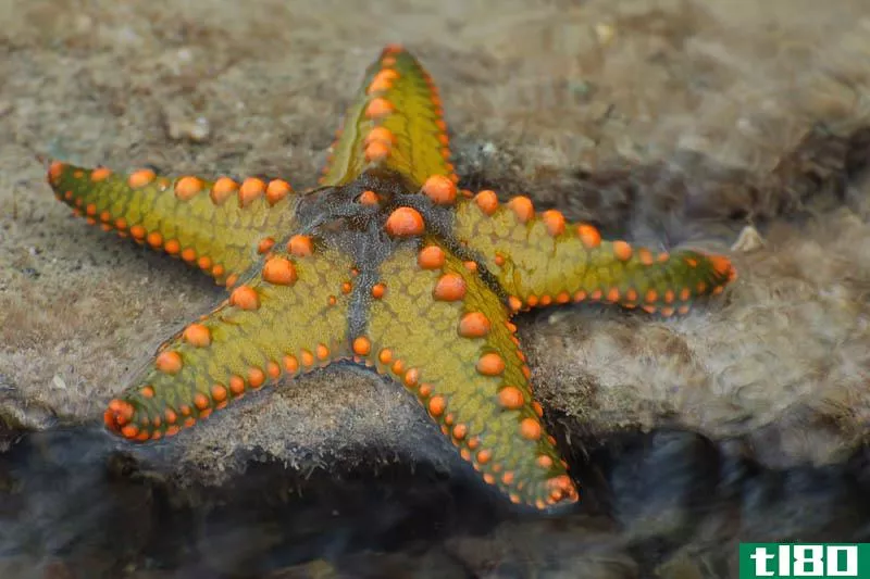 海星(starfish)和脆星(brittle star)的区别