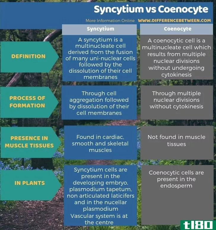 合胞体(syncytium)和腔细胞(coenocyte)的区别