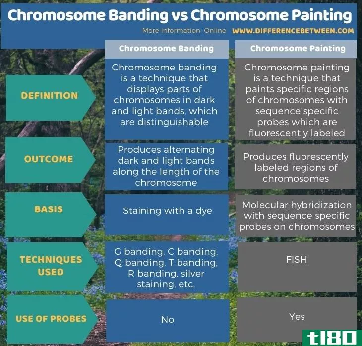 染色体带(chromosome banding)和染色体绘制(chromosome painting)的区别