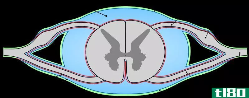 脑(brain)和脊髓脑膜(spinal cord meninges)的区别