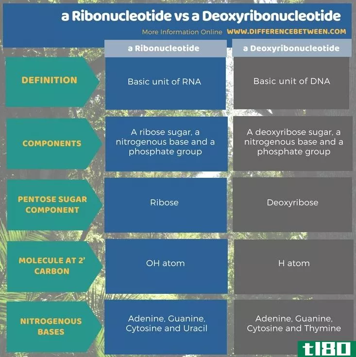 核糖核酸(a ribonucleotide)和脱氧核糖核酸(a deoxyribonucleotide)的区别
