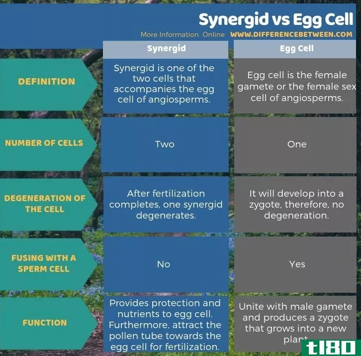 增效剂(synergid)和卵细胞(egg cell)的区别