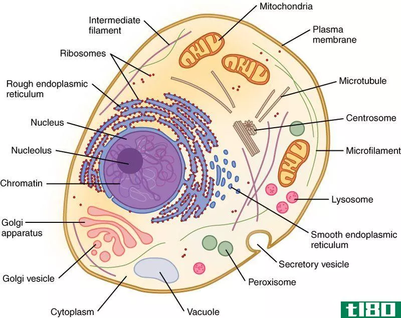 细胞器(cell organelles)和细胞内含物(cell inclusi***)的区别