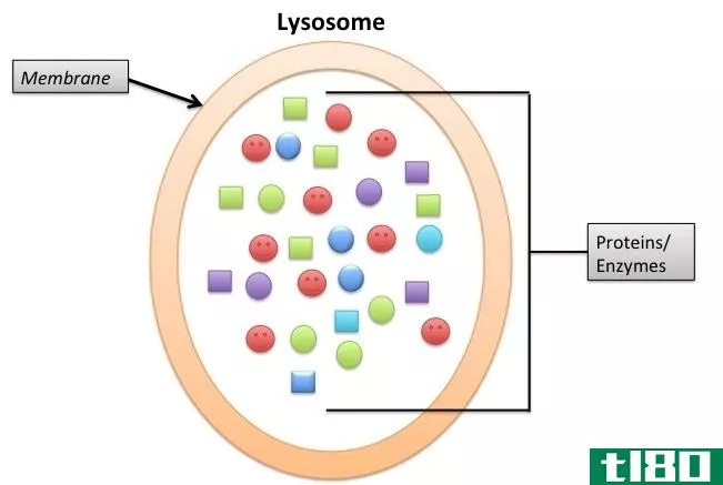 内体(endosome)和溶酶体(lysosome)的区别