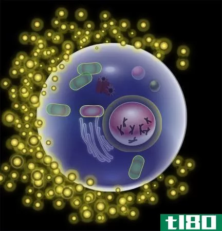 体细胞(somatic cell)和卵细胞(egg cell)的区别