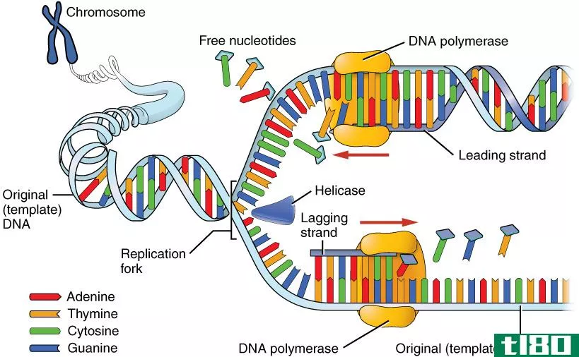 解旋酶(helicase)和拓扑异构酶(topoisomerase)的区别
