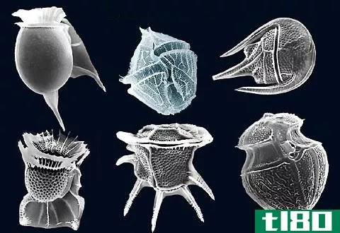 硅藻(diatoms)和甲藻(dinoflagellates)的区别