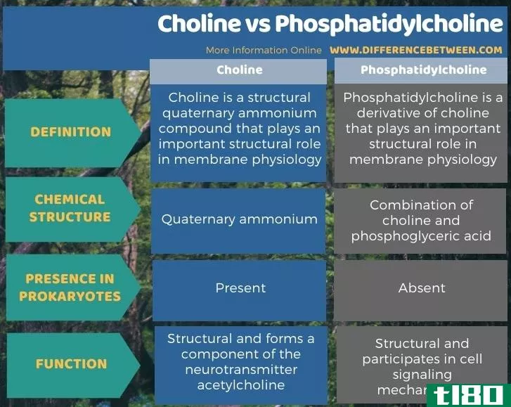 胆碱(choline)和磷脂酰胆碱(phosphatidylcholine)的区别