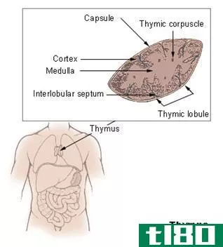 胸腺(thymus)和甲状腺(thyroid)的区别