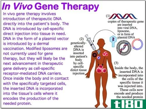 体细胞的(somatic)和生殖系基因治疗(germline gene therapy)的区别