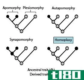 同质化(homoplasy)和同源性(homology)的区别