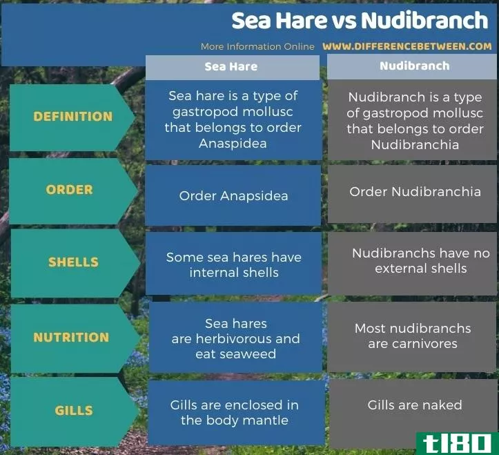 海兔(sea hare)和裸鳃类(nudibranch)的区别