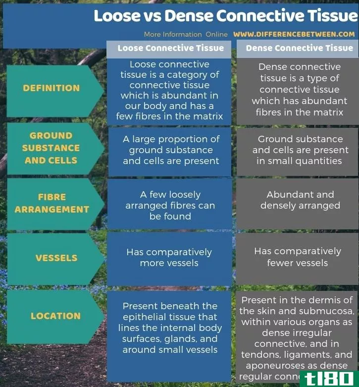 释放(loose)和致密结缔组织(dense connective tissue)的区别