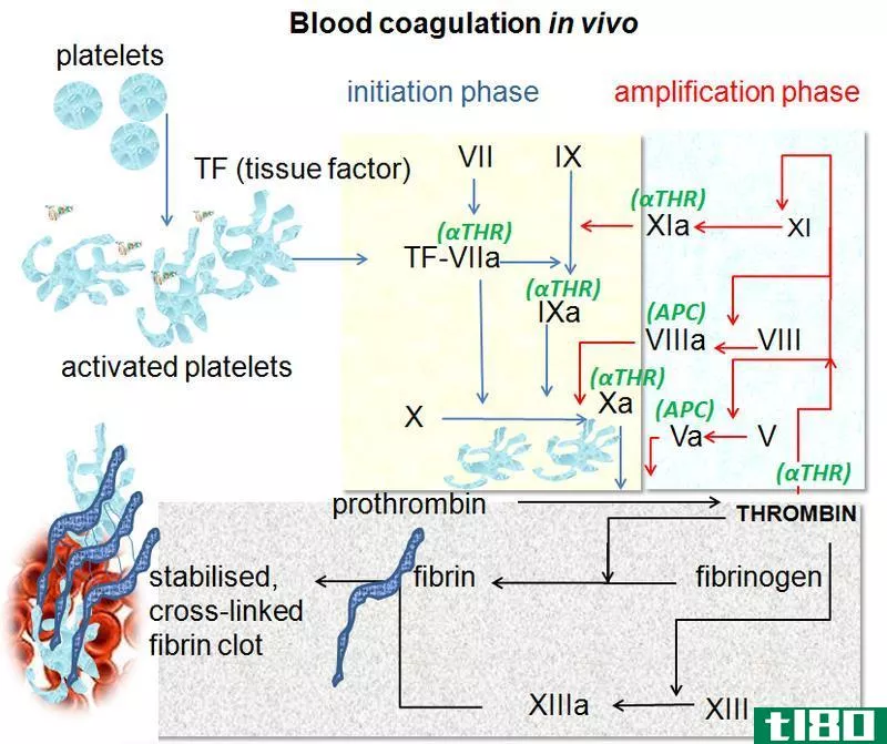 内在的(intrinsic)和凝血的外源性途径(extrinsic pathways in blood clotting)的区别