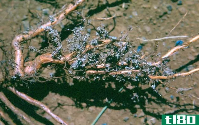 地衣(lichen)和菌根(mycorrhizae)的区别