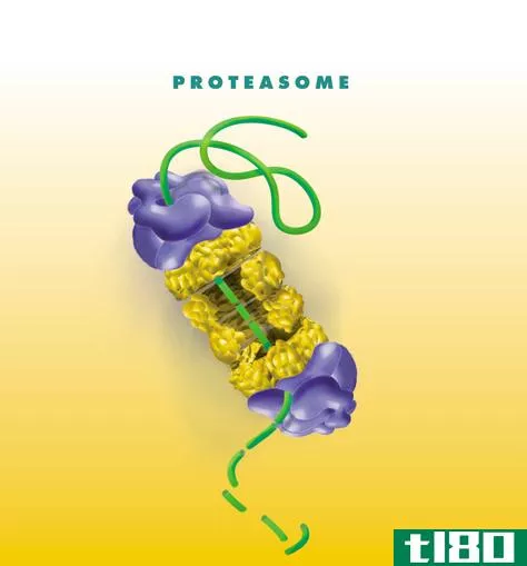 蛋白酶体(proteasome)和蛋白酶(protease)的区别