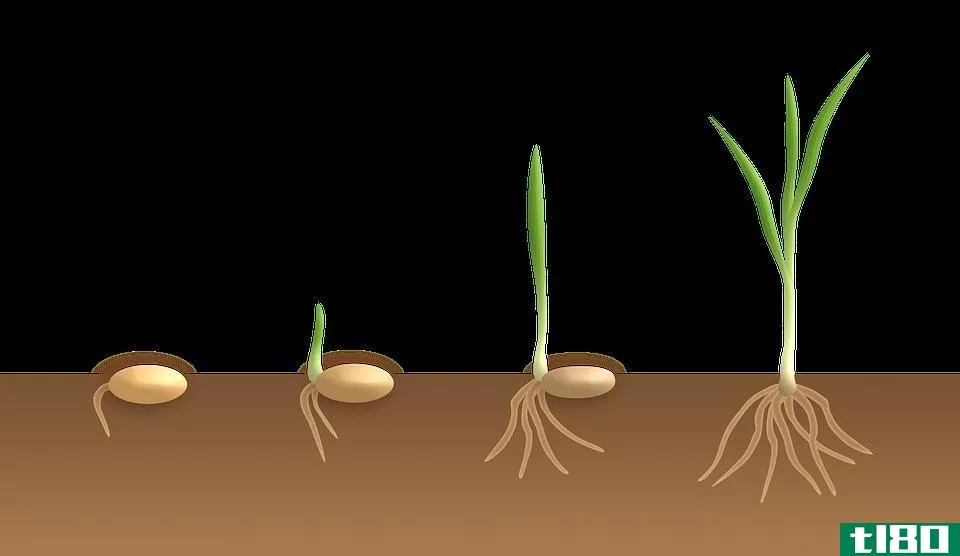 发芽(germination)和出现(emergence)的区别