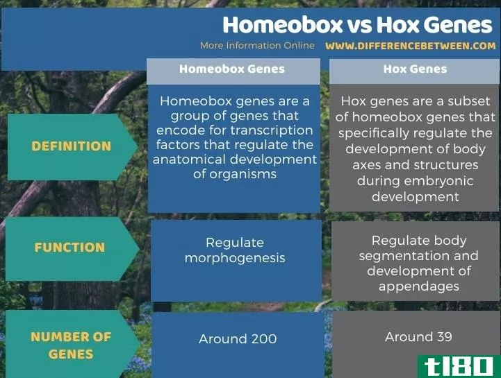 同源盒(homeobox)和hox基因(hox genes)的区别