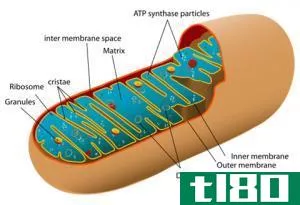 线粒体(mitochondria)和质体(plastids)的区别
