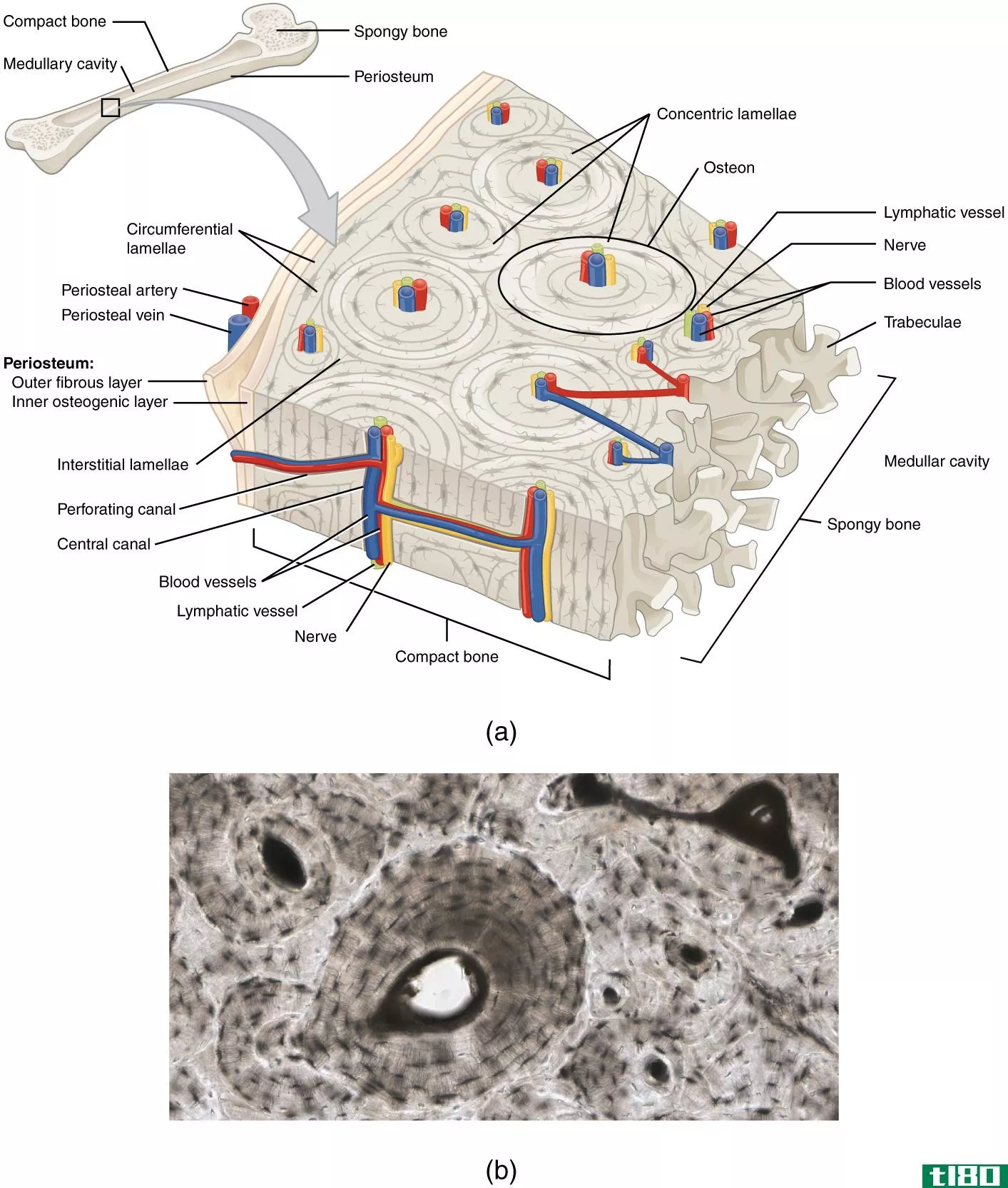 软骨膜(perichondrium)和骨膜(periosteum)的区别