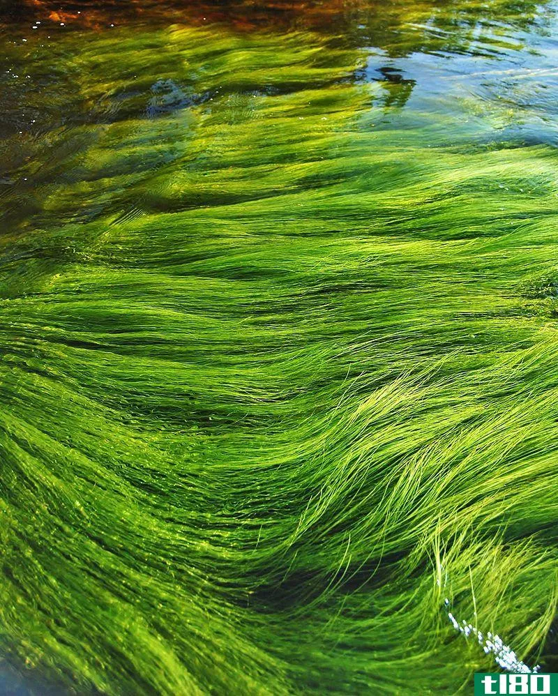 蓝藻(cyanobacteria)和藻类(algae)的区别