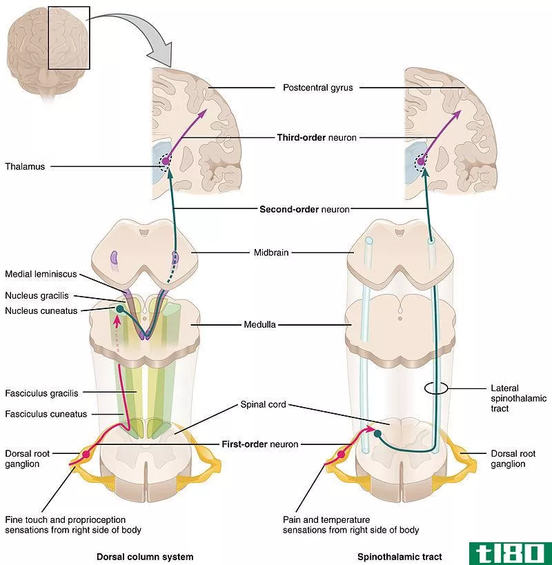 前外侧系统(anterolateral system)和背柱系统(dorsal column system)的区别